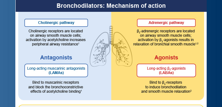 Bronchodilators and Inhaled Corticosteroids - Flashcard